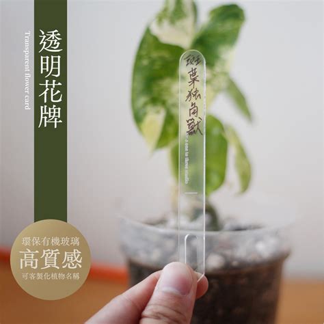 樓梯窗戶設計 天南星科觀葉植物